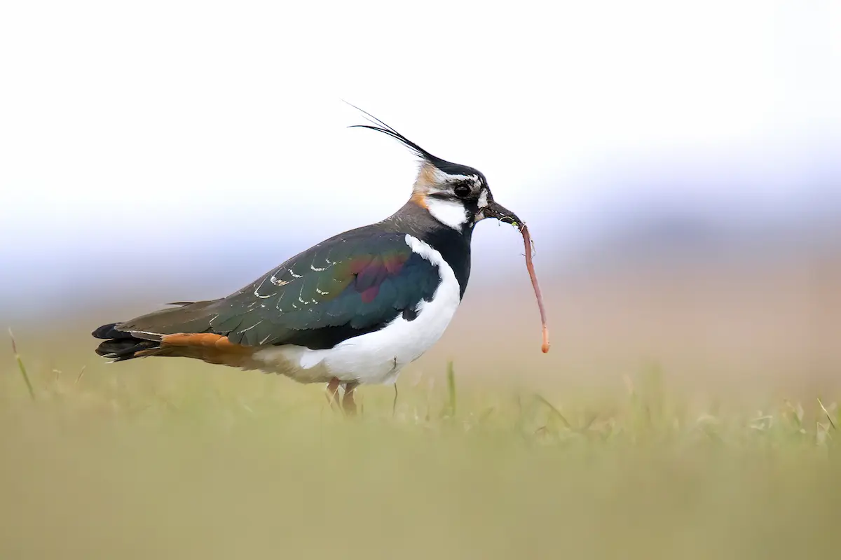 Vogel des Jahres 2024: Der Kiebitz