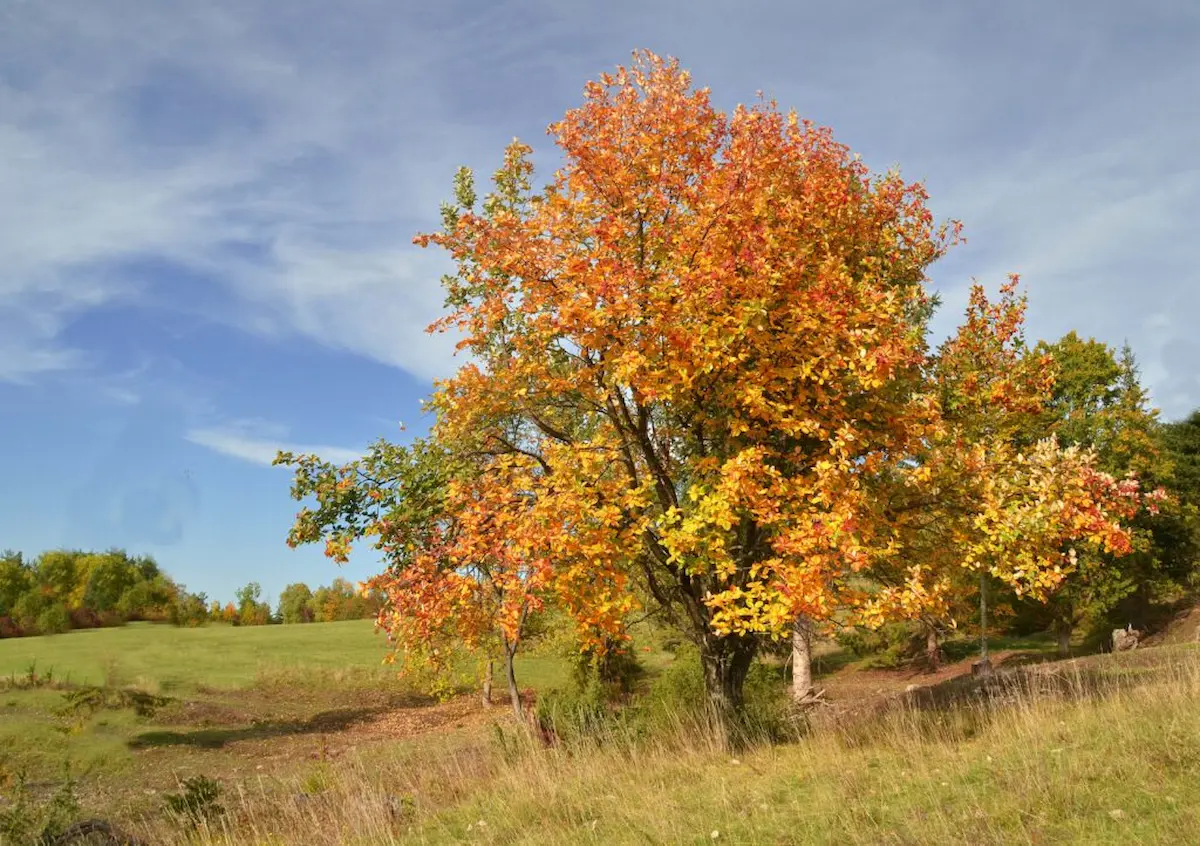 Baum des Jahres 2024: Die echte Mehlbeere