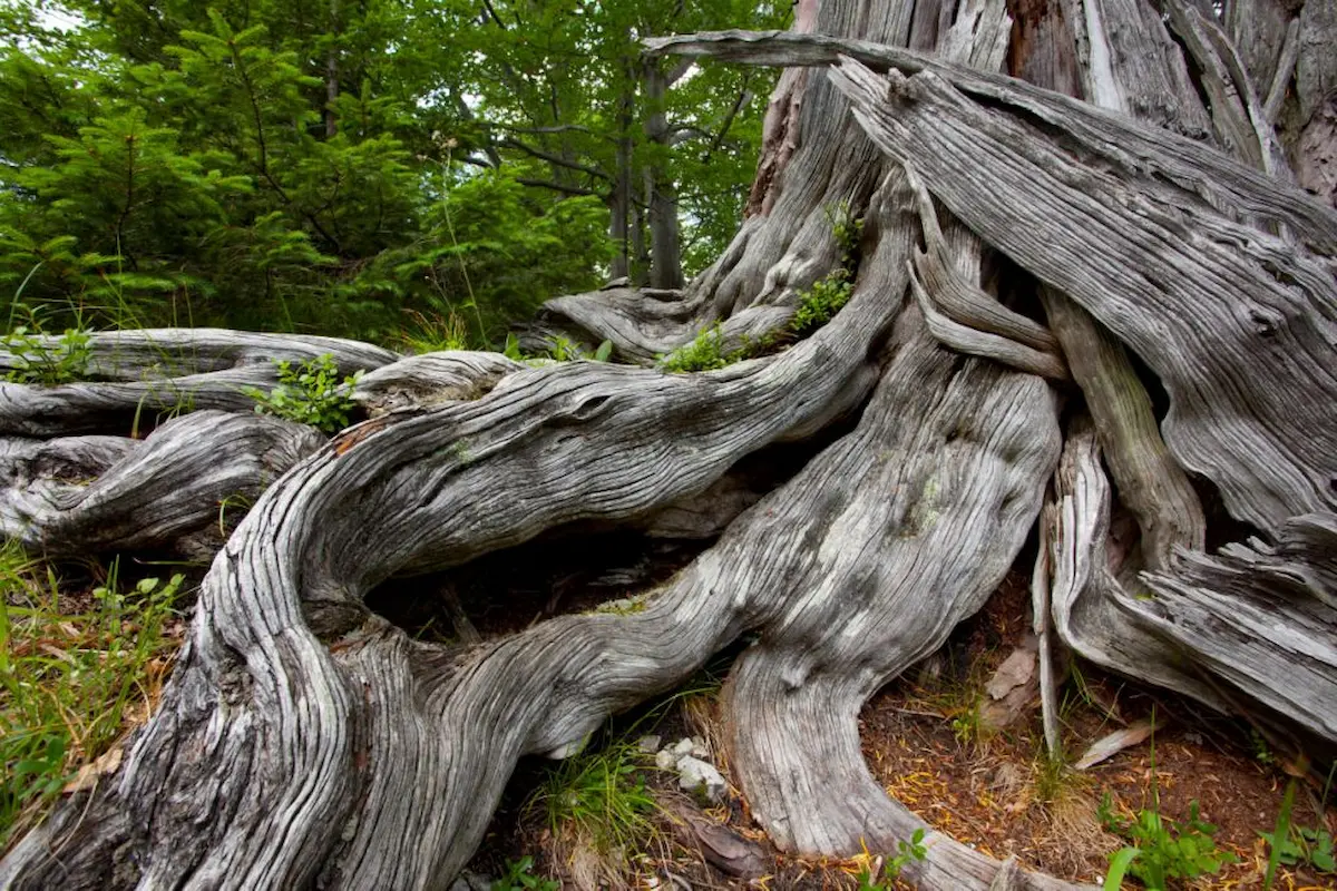 Area selvaggia del Dürrenstein-Lassingtal – L'ultima foresta primordiale delle Alpi