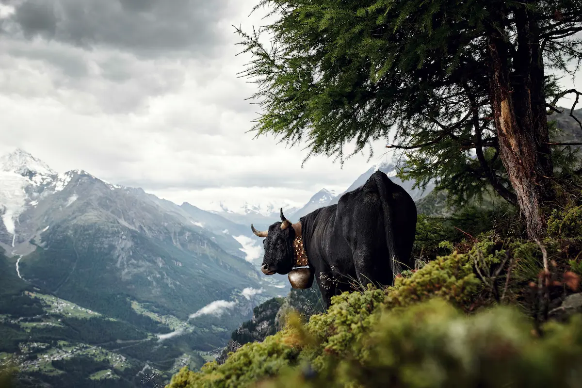 Fascinantes et précieuses : la diversité des races bovines alpines