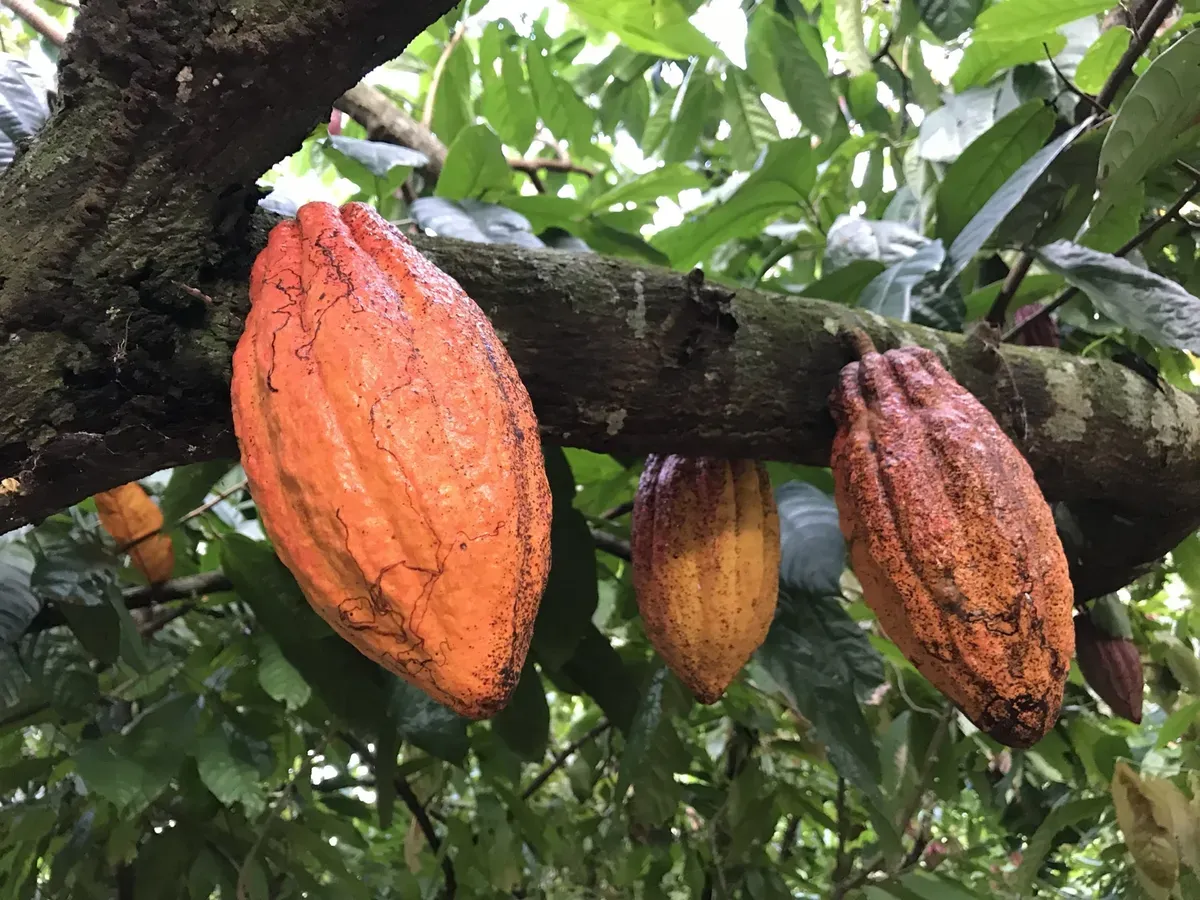 Así es el cultivo sostenible del cacao