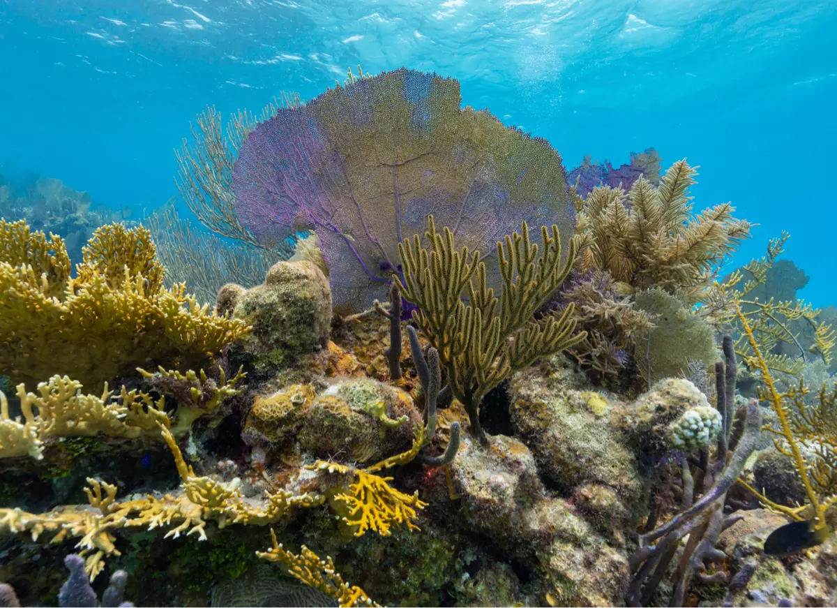 Asombroso: el segundo arrecife de coral más grande del mundo, frente a Belice.