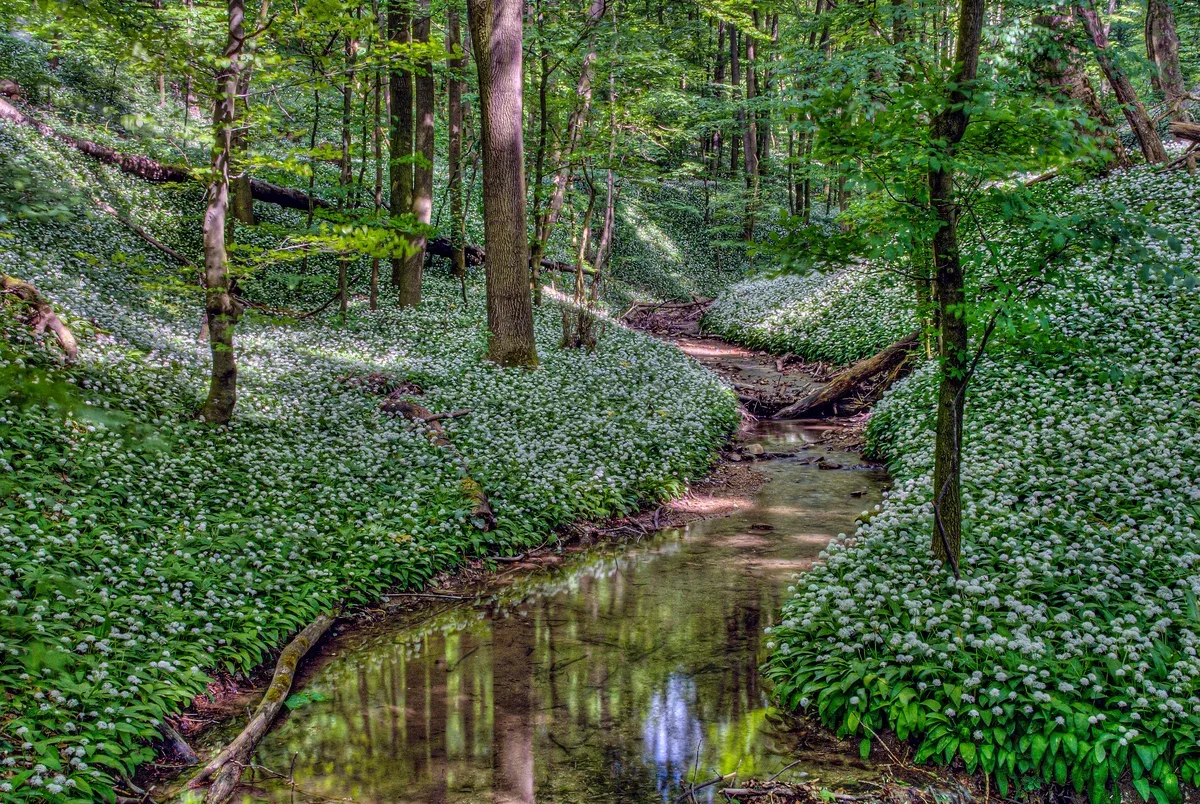 La nature en ville : Vienne la verte