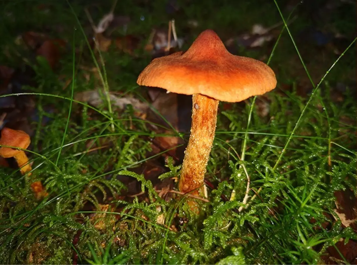 Mushroom Highlight in the Botanical Garden of Munich