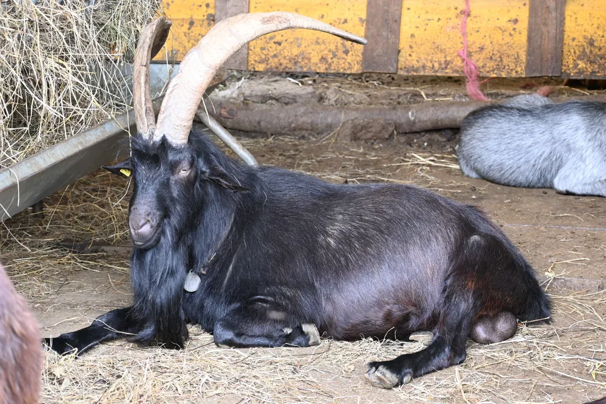 Imposanter Bock der schwarzen Ziege aus den Verzascatal