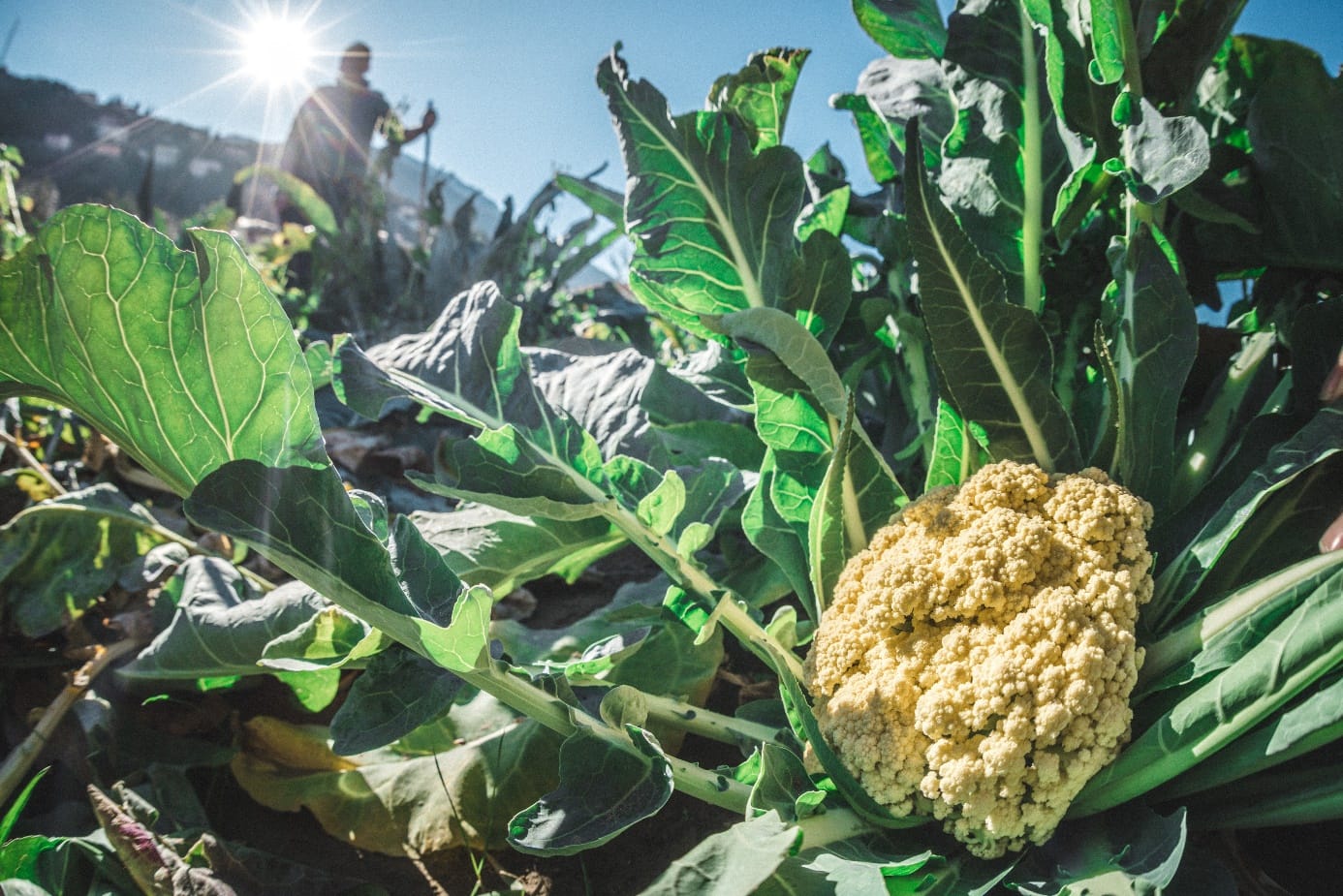 Der gelbe Broccolo di Torbole