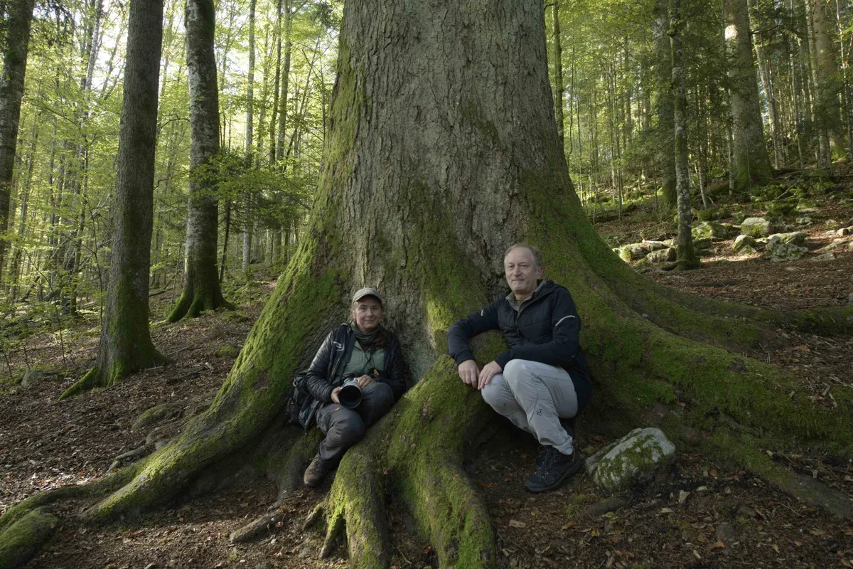 Petra Draškovič Pelc und der Autor unter der "Königin des Waldes", einer 55 Meter hohen Riesentanne (Umfang 5 Meter!) in der Nähe des "Reichenau Urwald“ (Rajhenavski rog)